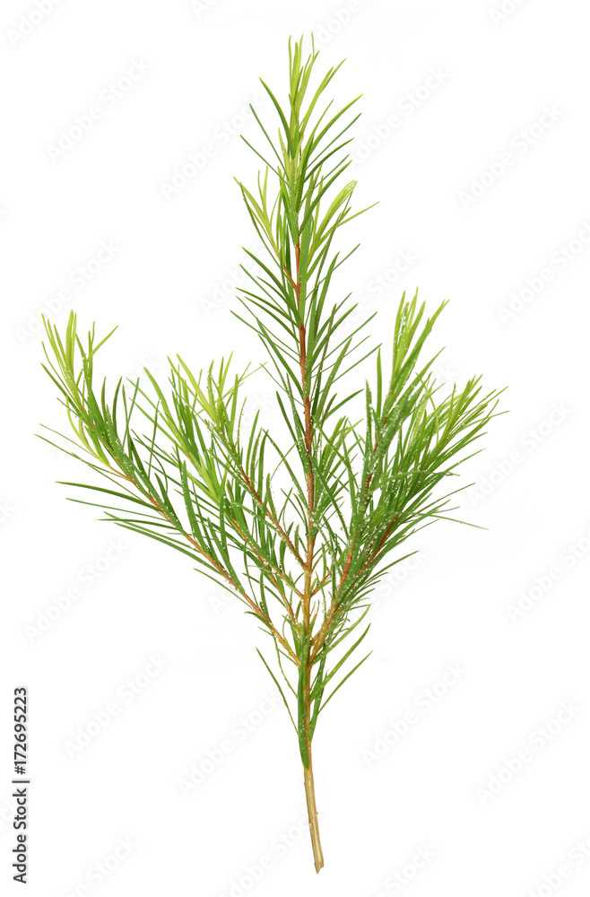 teatree teatree