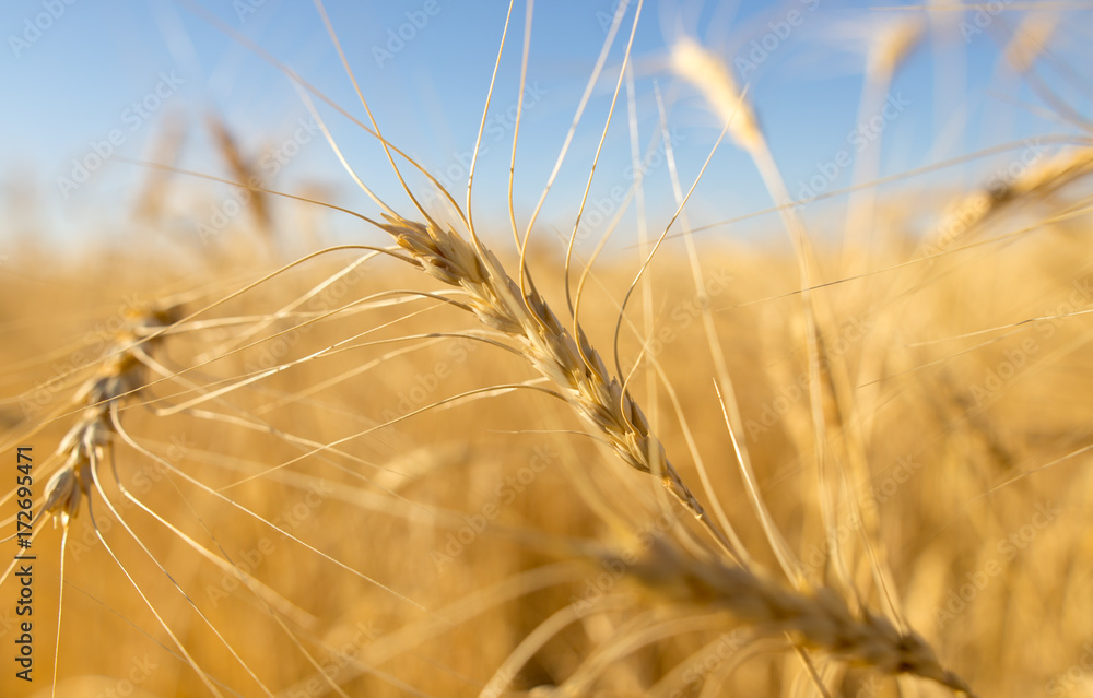 Yellow ears of wheat against the blue sky Yellow ears of wheat against the blue sky