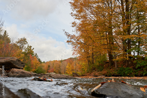 River running under a tree in autumn