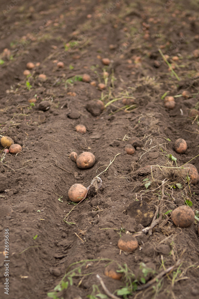 Agricultural field on which potatoes are harvesting. Agricultural field on which potatoes are harvesting.