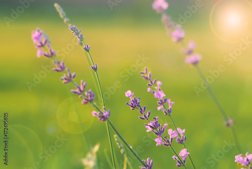Violet lavender flowers