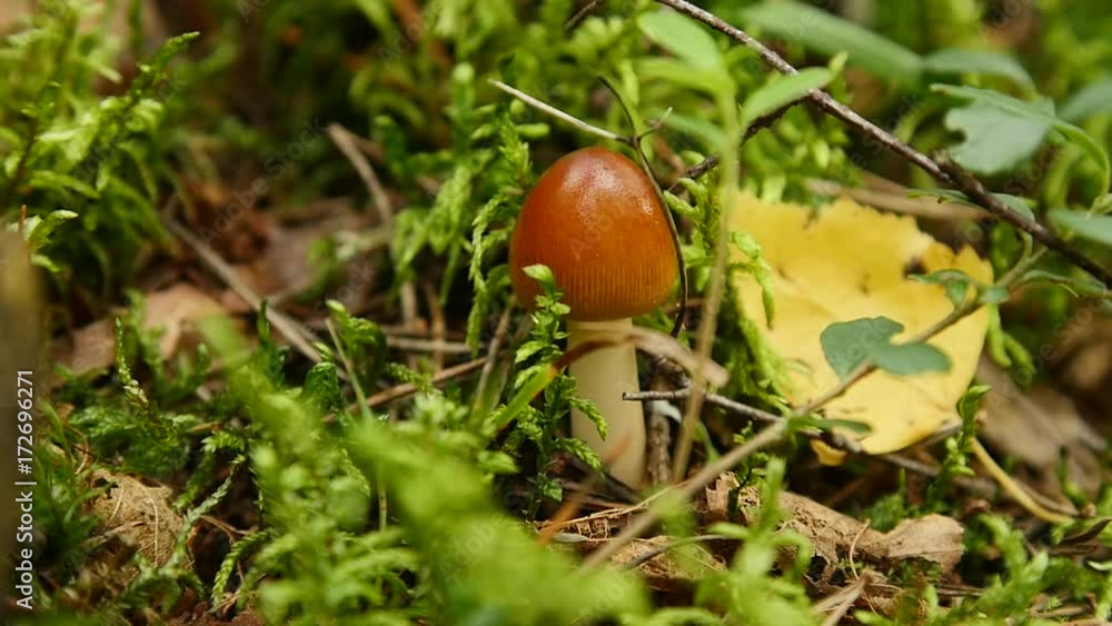 mushroom in autumn forest among moss and trees , close up mushroom in autumn forest among moss and trees , close up