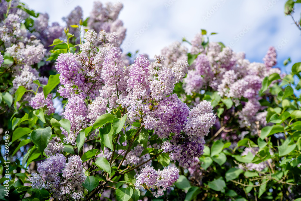 Obraz premium Inflorescence of pink lilac against the blue sky