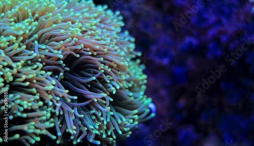 Fototapeta Naklejka Na Ścianę i Meble -  Torch lps coral in reef aquarium tank