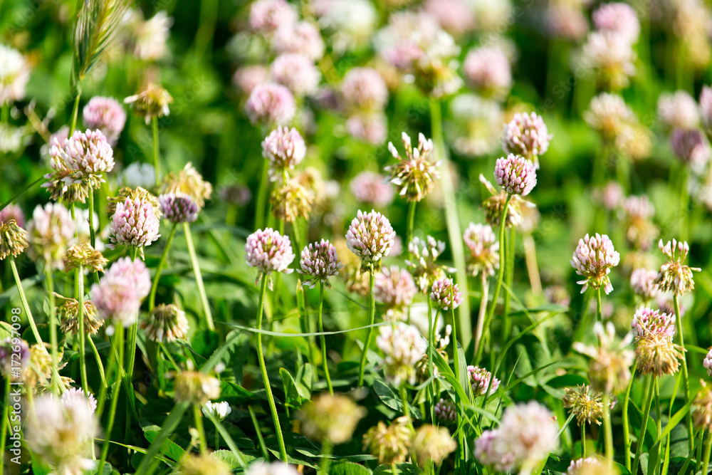 White flowers on a clover White flowers on a clover