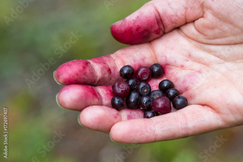 Huckleberry season in Oregon
