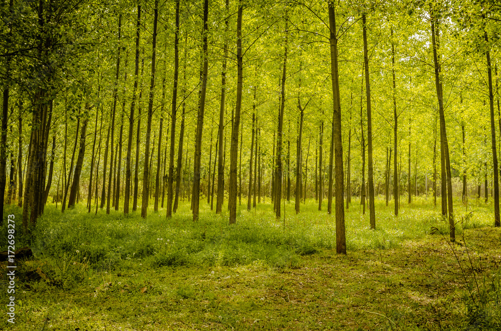 Obraz premium young forest 