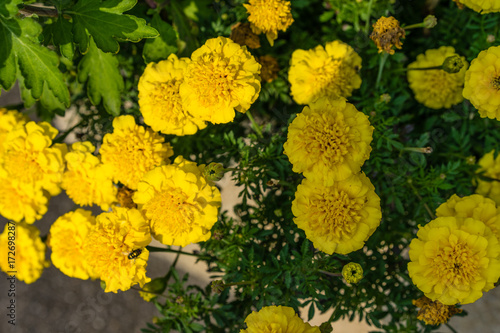 yellow flowers blooming