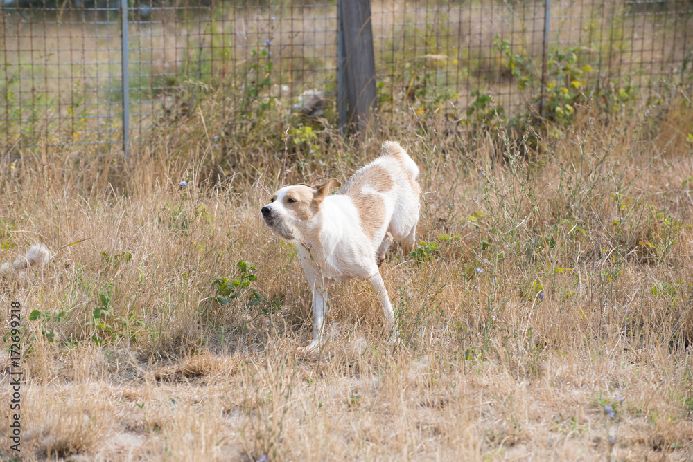 Fototapeta premium Cute stray dogs