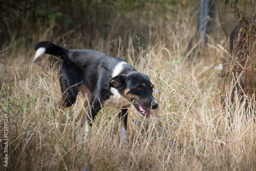 Cute stray dogs