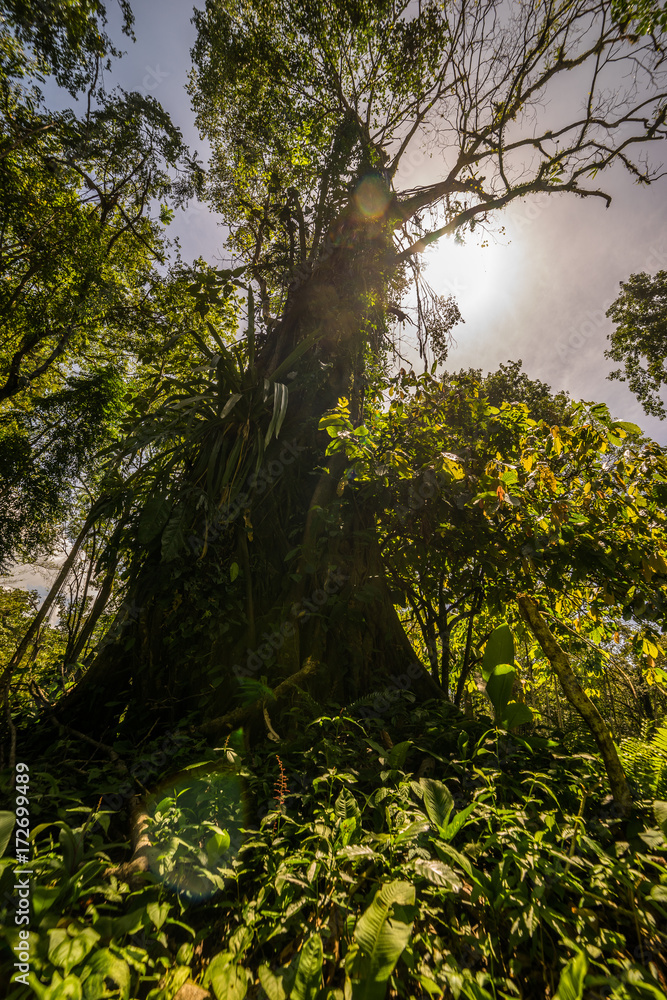 Fototapeta premium Sonne im Regenwald Costa Rica