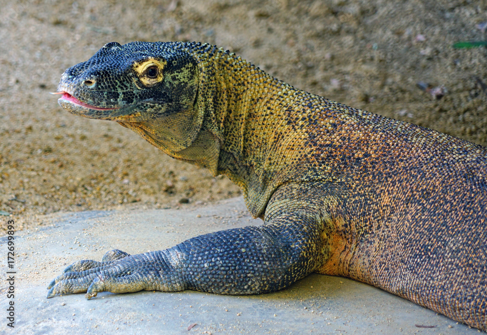A Komodo Dragon lizard
