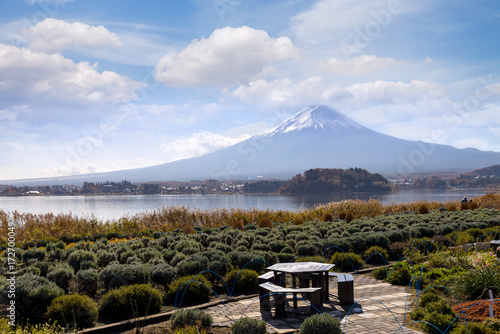 best viewpoint of fuji mountain from the lake kawaguchiko at oishi park, Yamanashi, Japan. the sacred mountain of Fuji and symbolic of Japanese
