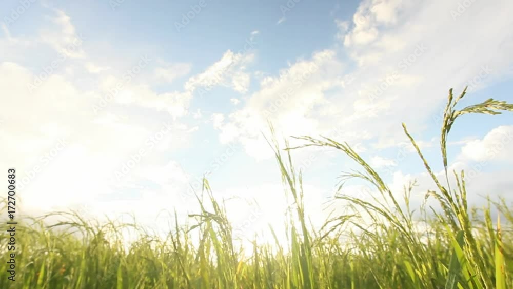Rice in the rice field on a sunset Rice in the rice field on a sunset