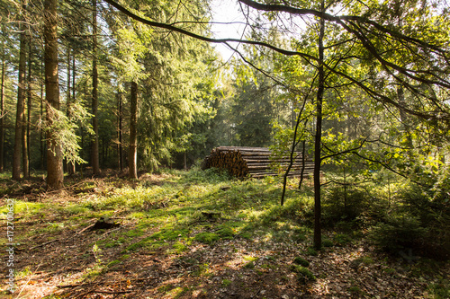 Holzstapel im Herbstwald