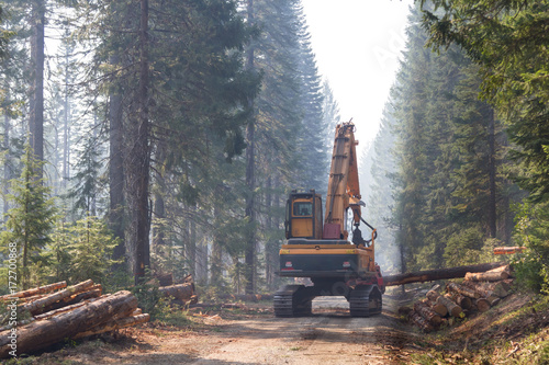 logging in the woods