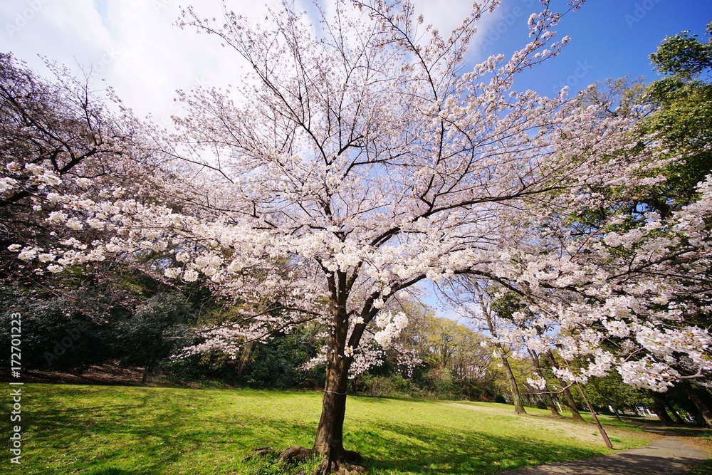 満開の桜 満開の桜