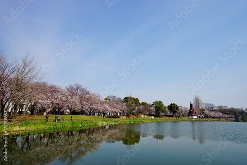 水辺の桜