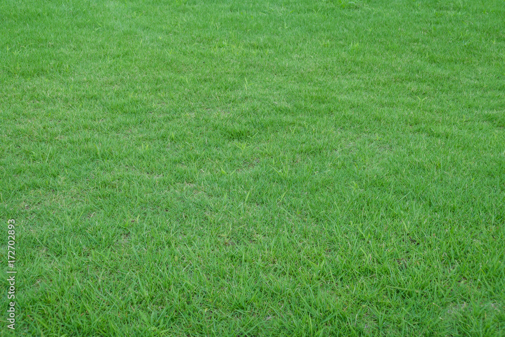 Summer afternoon lawn Summer afternoon lawn