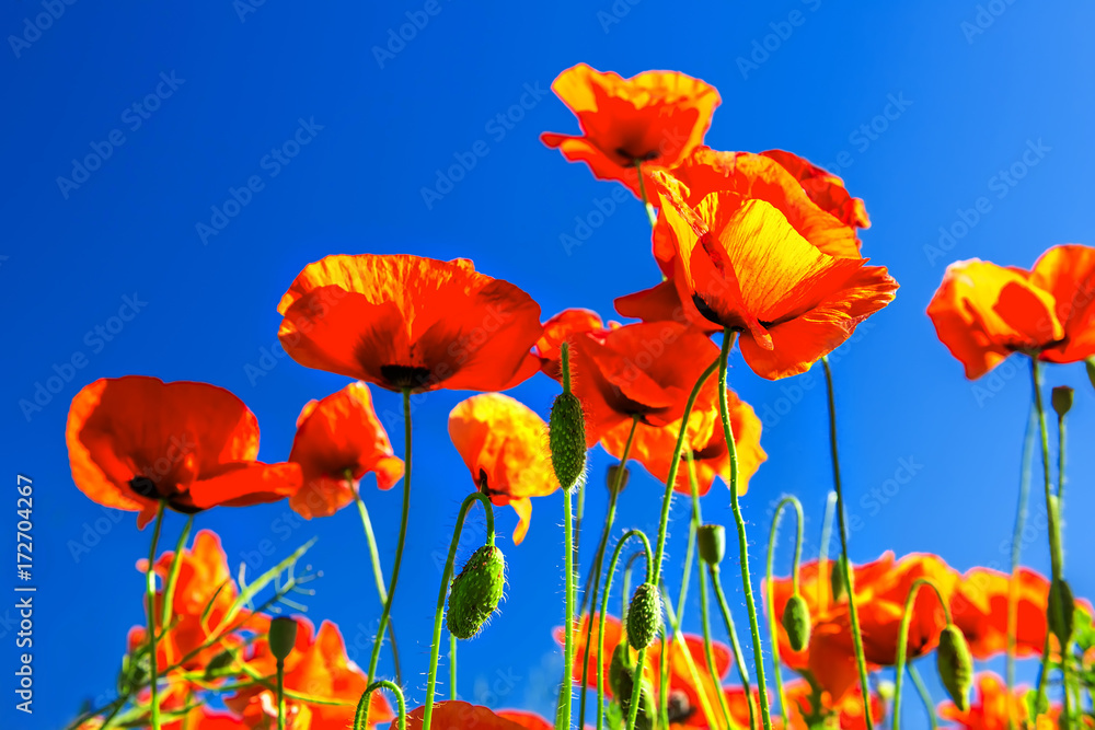 Obraz premium red poppies flowers on blue sky background