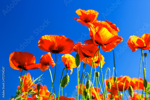 red poppies flowers on blue sky background  