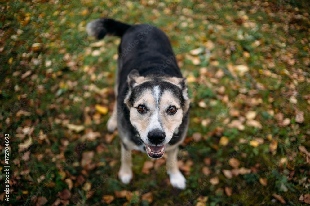 smiling dog, half-breed, autumn