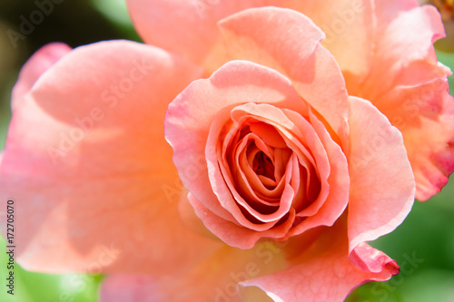 Bud of a blossoming delicate rose. Rose petals close. Luxury flower of nature. Blooming garden flowers. © maestrovideo