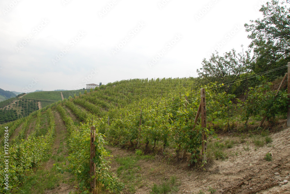 Vineyard of Langhe, Piedmont - Italy