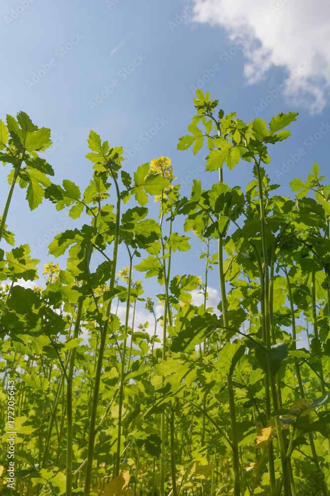 Naturbild - sicht vom Boden in den Himmel durch das Rapsfeld Naturbild - sicht vom Boden in den Himmel durch das Rapsfeld