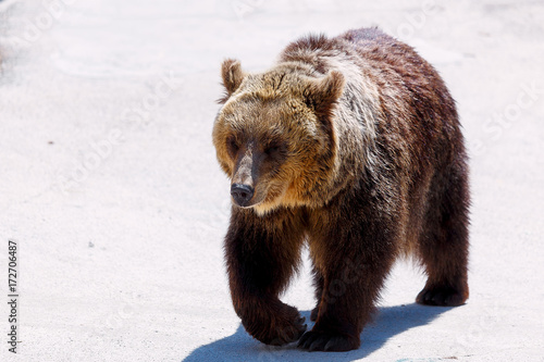 Brown european bear face, Ursus arctos arctos.