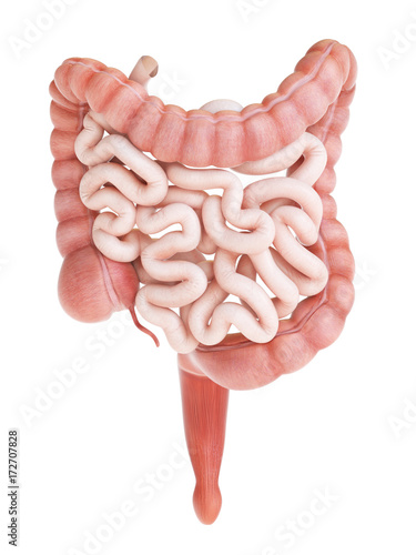 medically accurate 3d rendering of a human small and large intestine