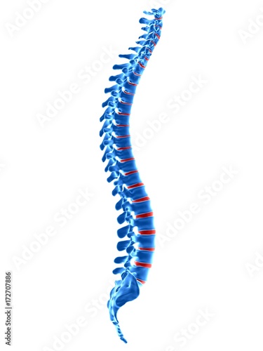 Schilderij op canvas medically accurate 3d rendering of a human spine