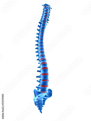 medically accurate 3d rendering of a human spine