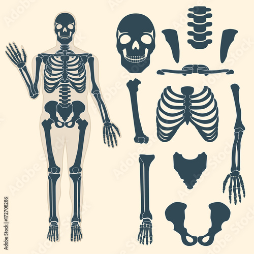 Human skeleton with different parts. Anatomy of human body, wrist and thorax, chest, finger and skull, jaw and pelvis. Skeleton didactic or anatomical body.