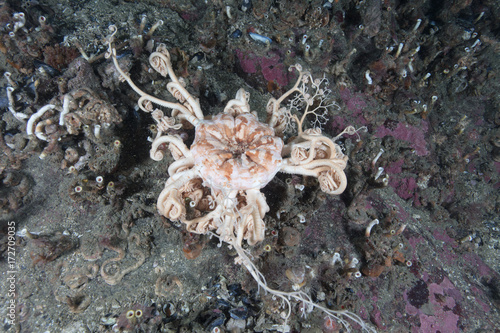 Basket Star