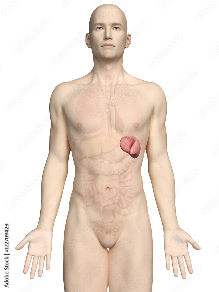 Fototapeta premium medically accurate 3d rendering of a male´s spleen