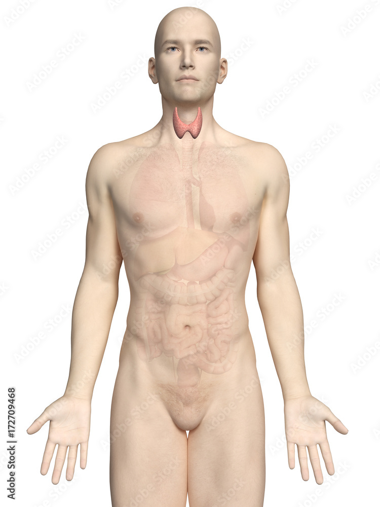 Fototapeta premium medically accurate 3d rendering of a male´s thyroid