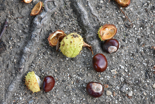 Marrons en automne photo