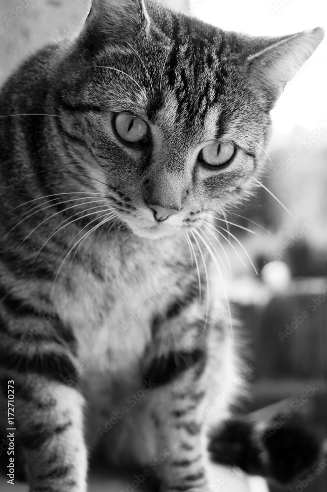 Obraz premium Katzenblick