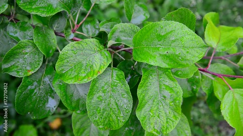 Wallpaper Mural Wet leaves apple tree in rain Torontodigital.ca