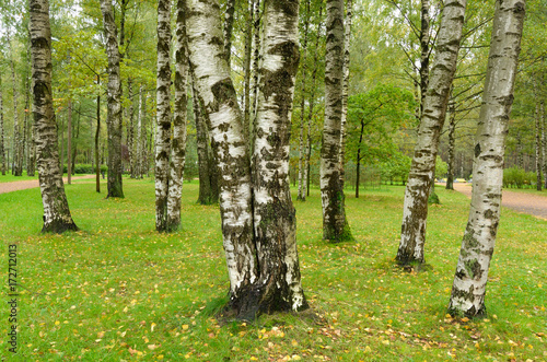 Black-and-white trunks of birches.