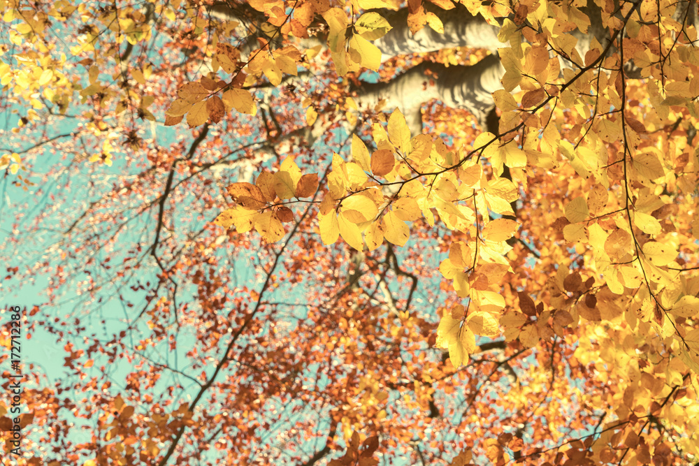 Vibrant yellow Walnut golden fall tree foliage and blue sky background, retro toned Vibrant yellow Walnut golden fall tree foliage and blue sky background, retro toned