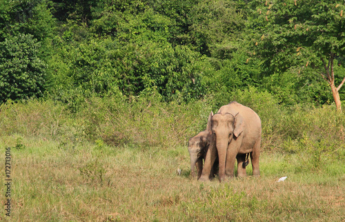 Two Asian elephants, mother and her kid. asian elephants at Kui Buri National Park, Thailand.