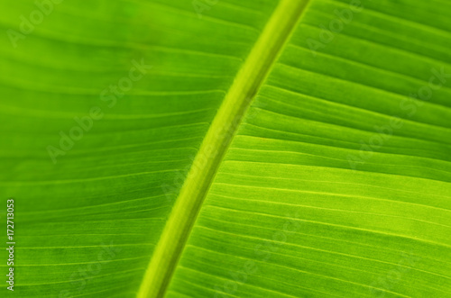 Banana leaf macro