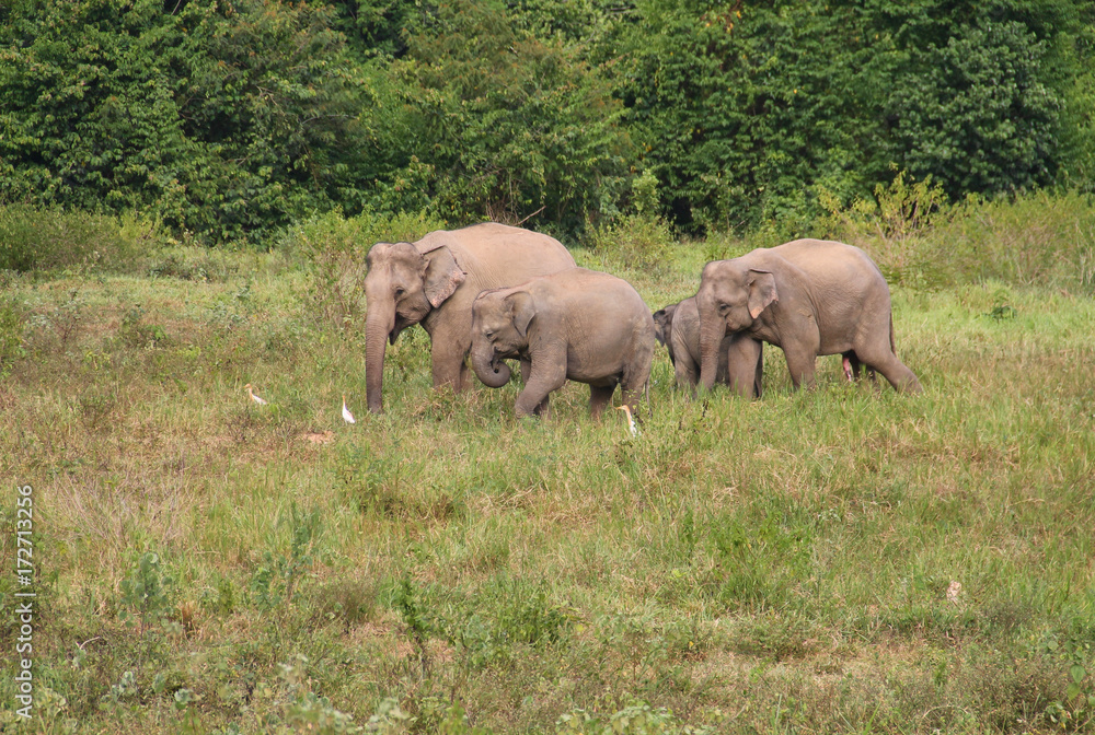 Asian elephant family in the wild. Cluster of asian elephants at Kui Buri National Park, Thailand.