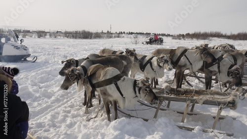 reindeer © Руслан Зиятдинов