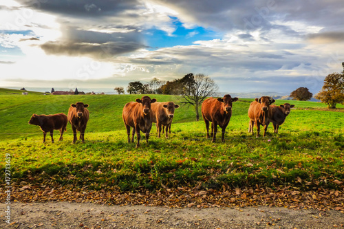 Group of cows looking at the camera - Autumn season, dramatic cloudy, blue sky in the background