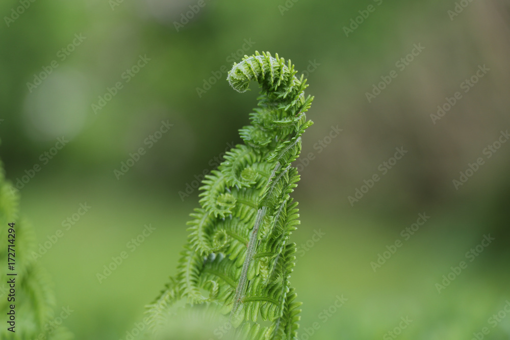 Naklejka premium Farnspross