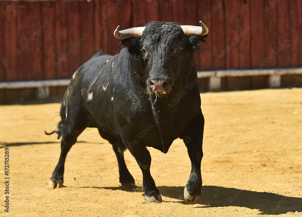 bull bull