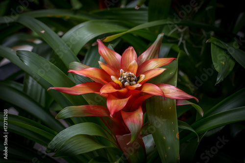 Fotografija Red Bromeliads